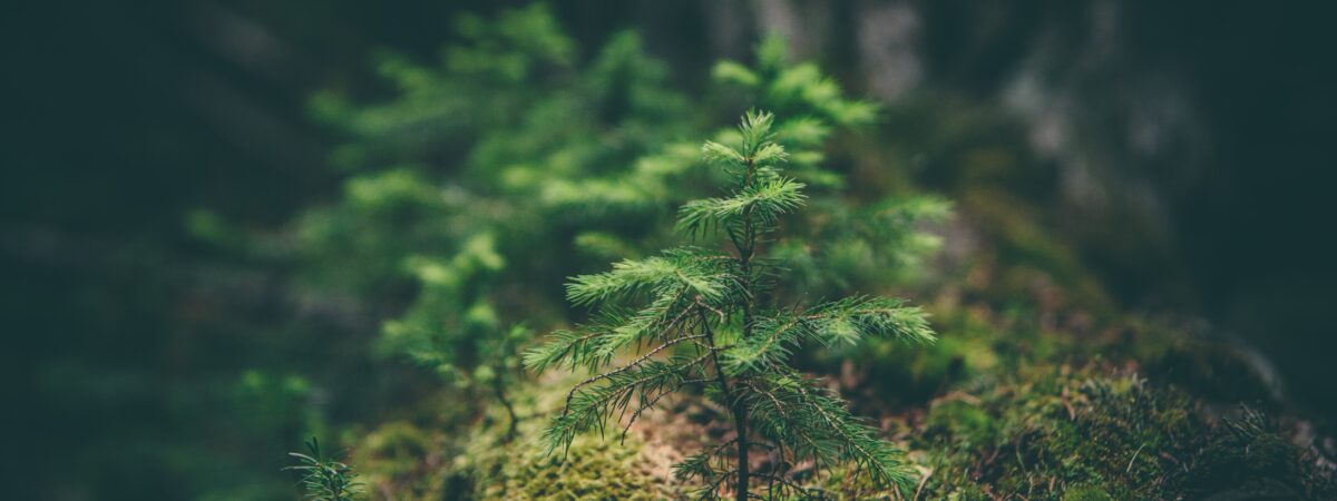 Des arbres en pousse en Irlande - Photo by Matthew Smith on Unsplash