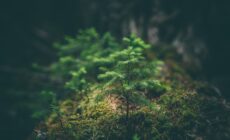 foret 1