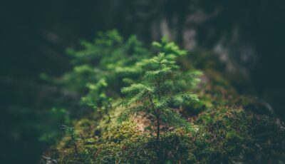 foret 1