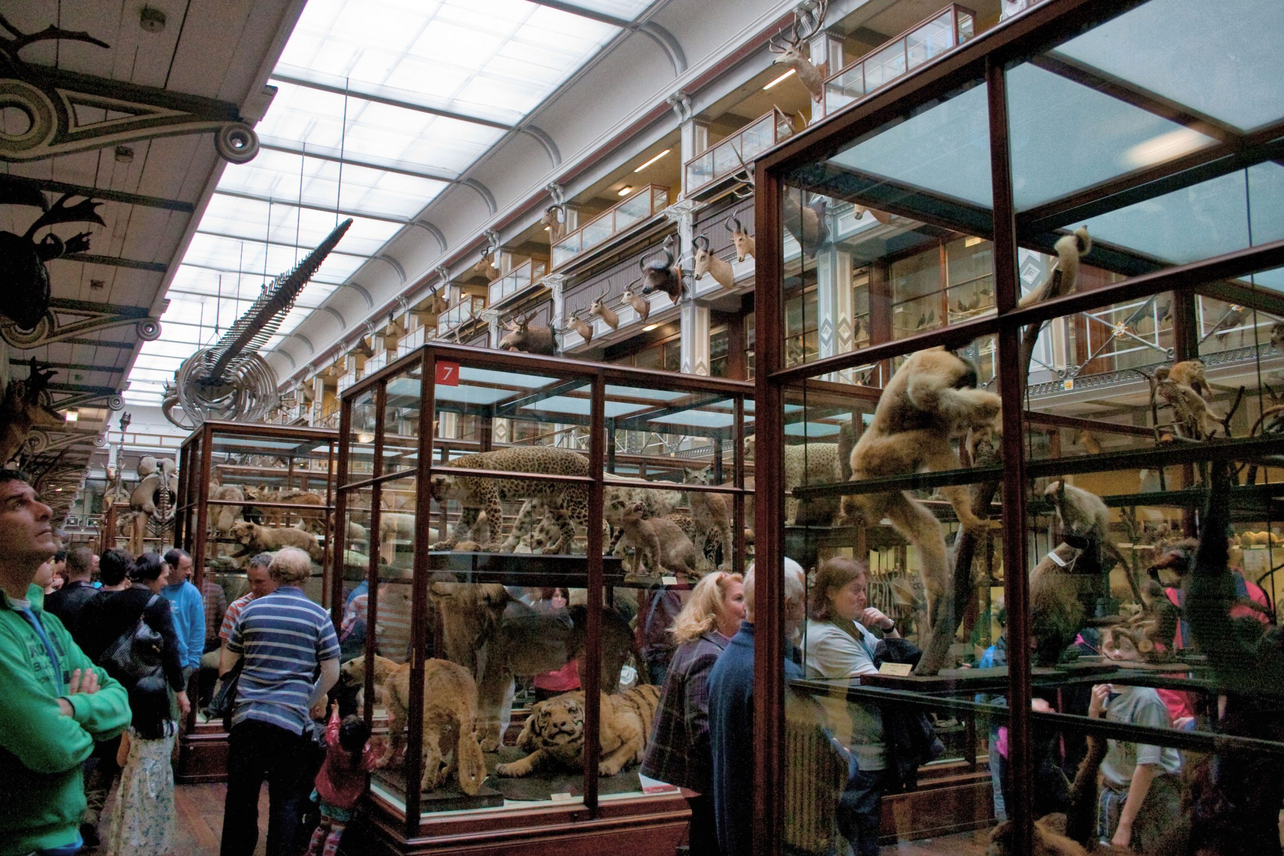 Le National History Museum of Ireland - Kieran Guckian - cc