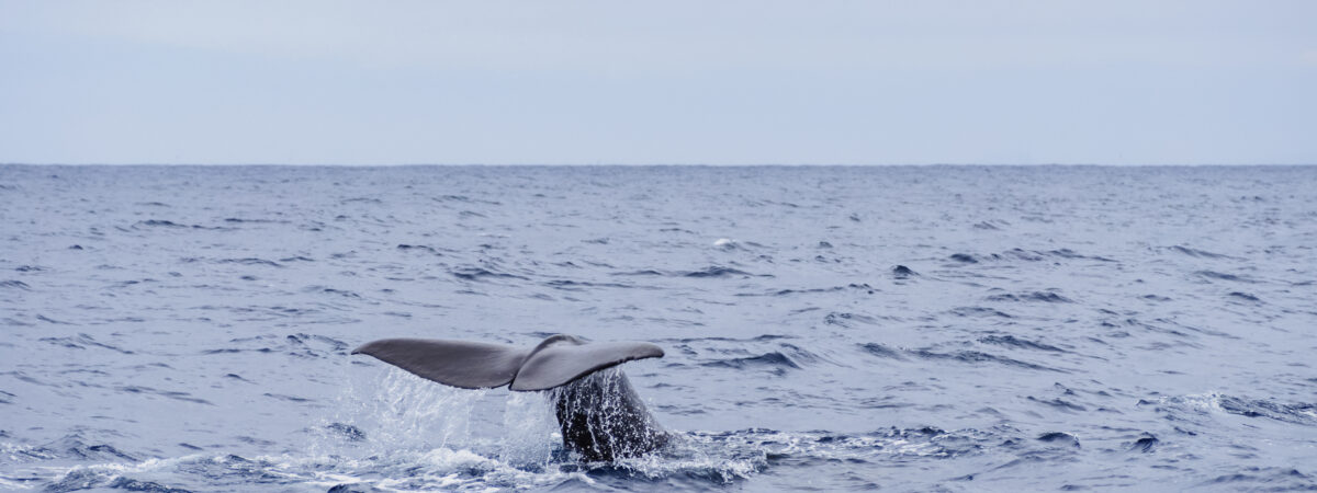 La baleine quittant les eaux de Dublin - karkozphoto