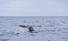 baleine