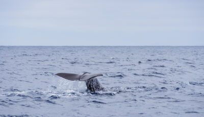 baleine