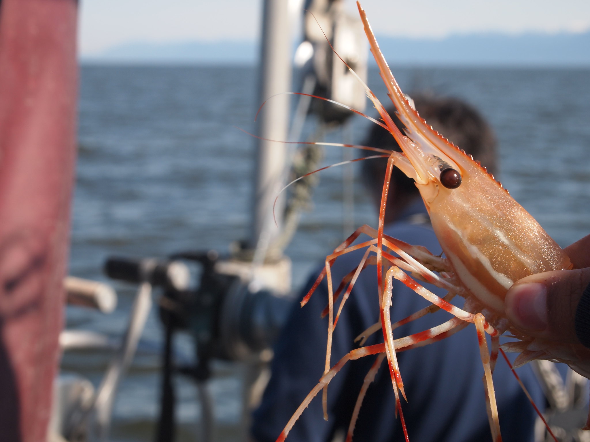 Les crevettes de Portavogie - theforeignflash - cc