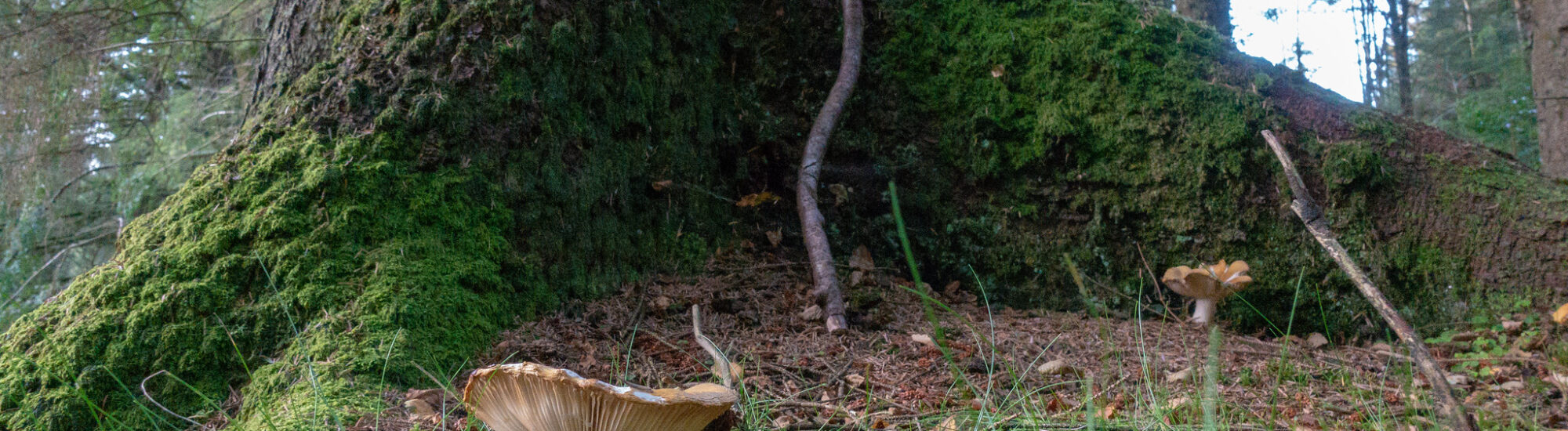 Gortin Glen Forest Park