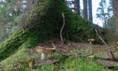 gortin glen forest park