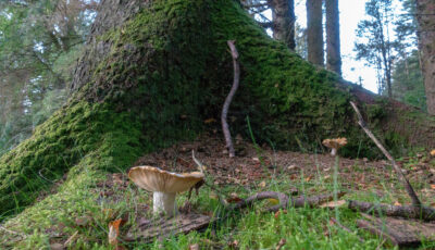 gortin glen forest park