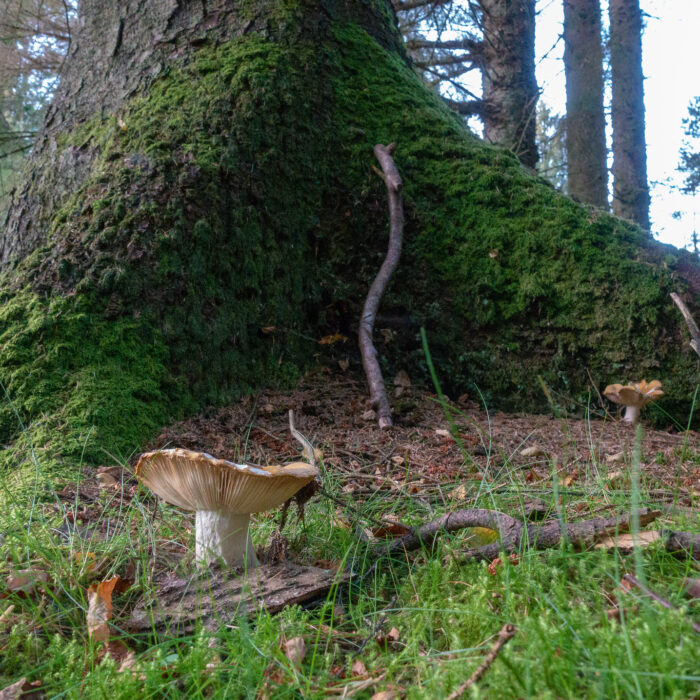 gortin glen forest park