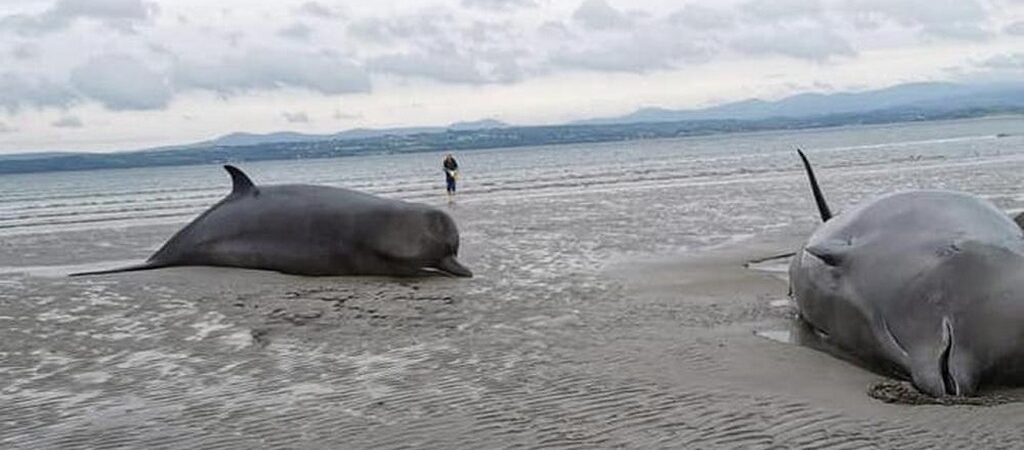 Des baleines échouées sur la plage de Rossnowlagh - Thomas et Louise Coleman et l'Irish Whale and Dolphin Group