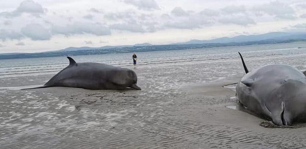 Ireland: 8 whales beach themselves in County Donegal