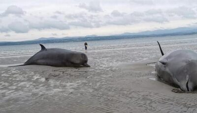 baleines echouees rossnowlagh