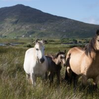 County Kildare