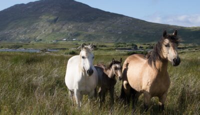 chevaux connemara