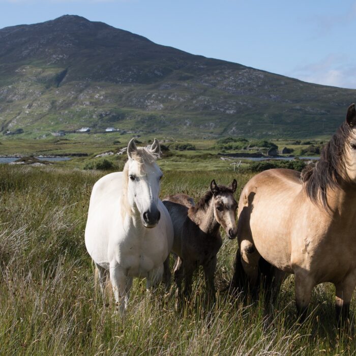 chevaux connemara