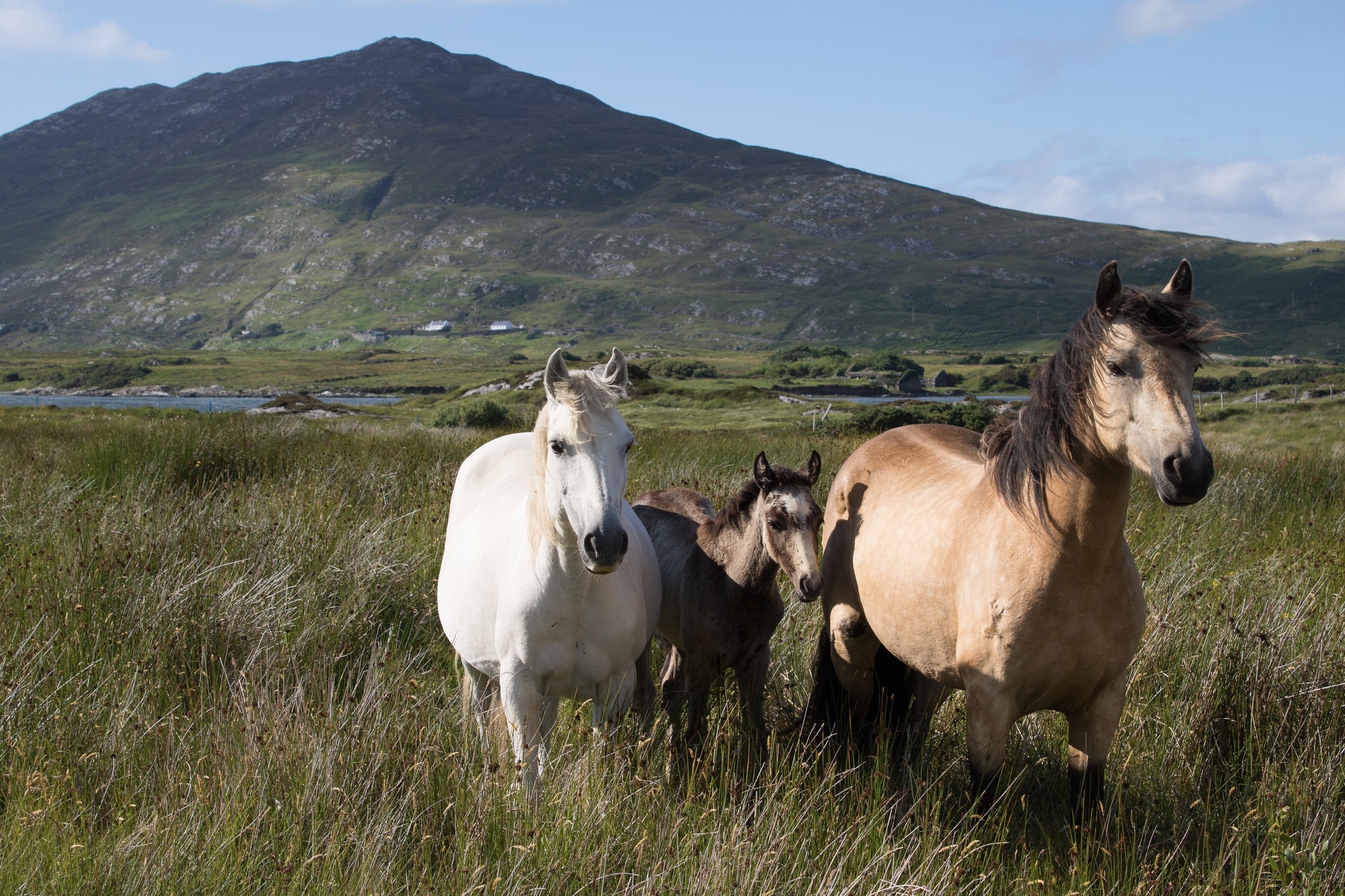 Des chevaux du Connemara - Tanya Hart - cc