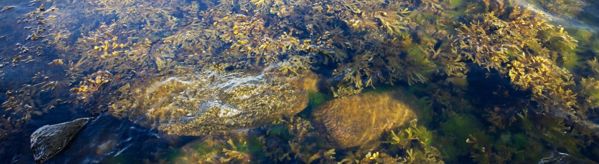 Irish seaweed