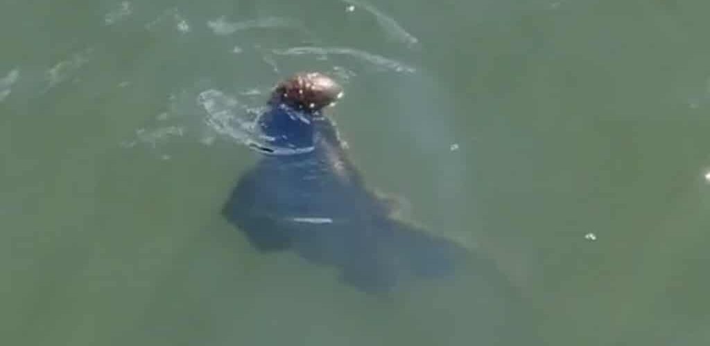 Buzz: TikTok video suggests a monster living in Dublin’s waters