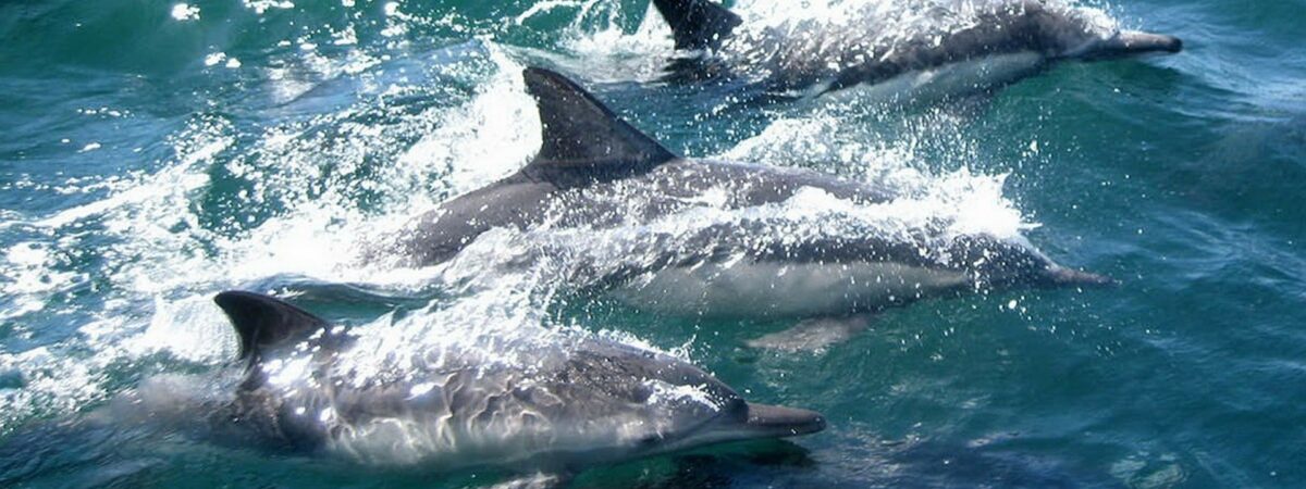 Des dauphins - John Gibson 