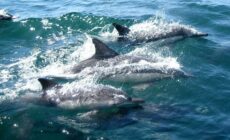 dauphins