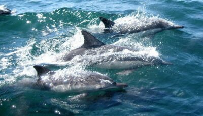 dauphins