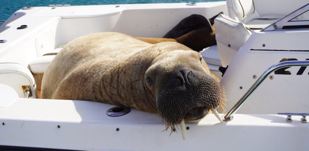 Wally, an Arctic walrus caught squatting on Irish boats