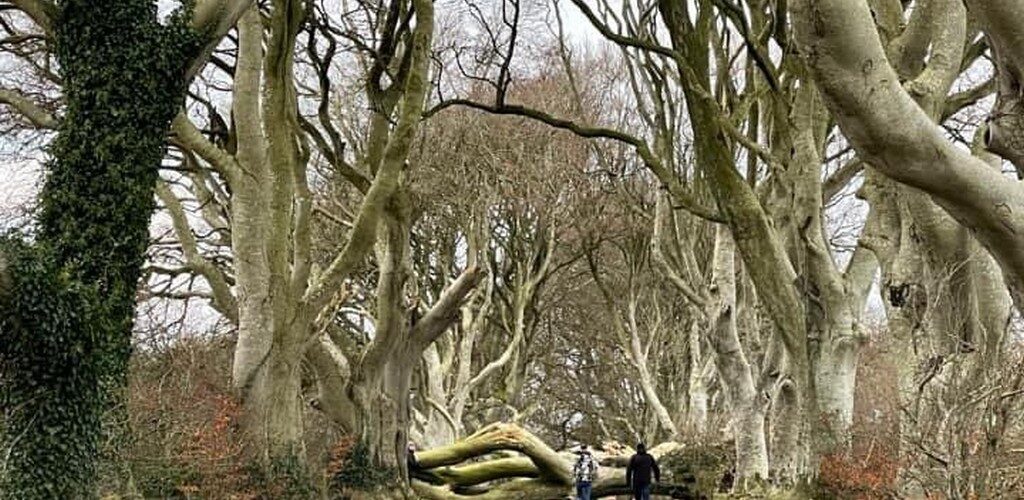 Dark Hedges: storm Arwen causes two trees to fall