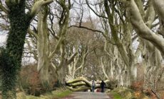 dark hedges chute arbre