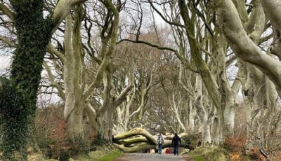 dark hedges chute arbre