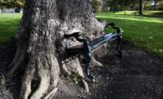 hungry tree