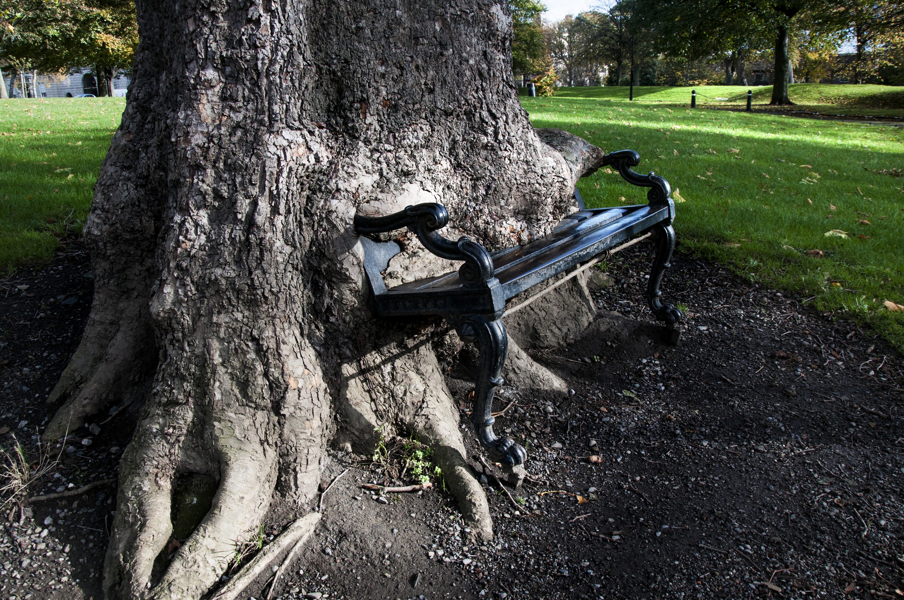 Le Hungry tree - © yuplex