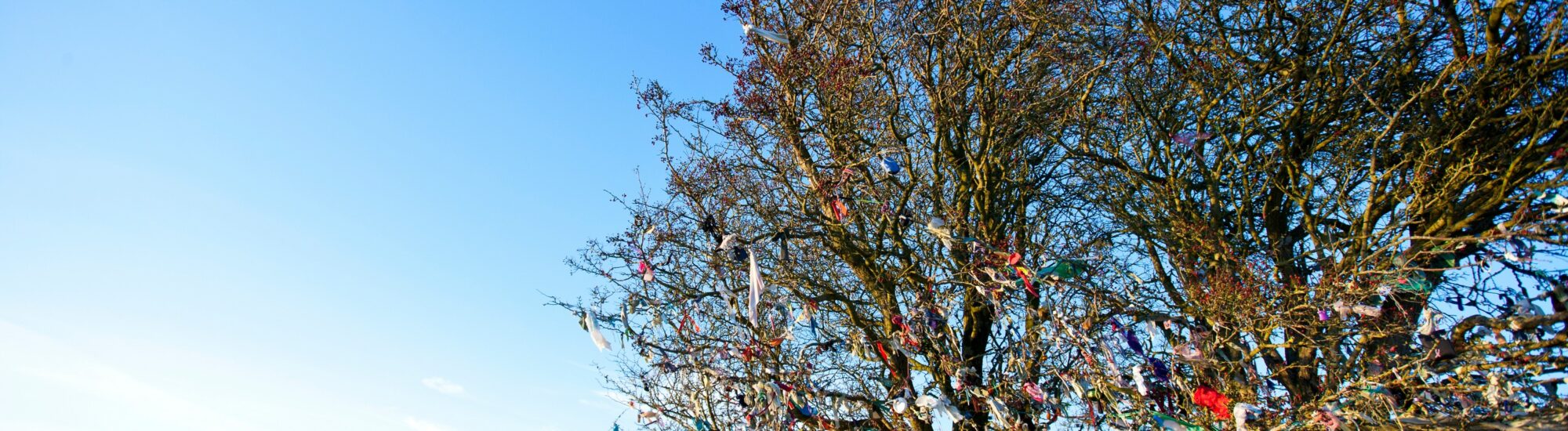 Fairy tree