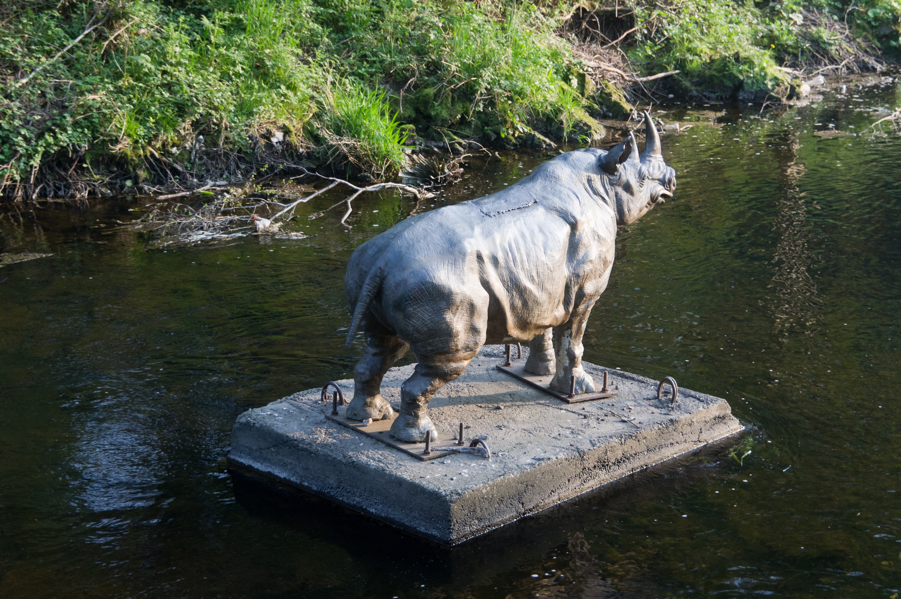 Le Dodder Rhino de Dublin - William Murphy - cc