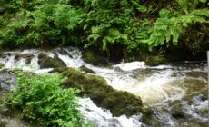 dun na rist forest park