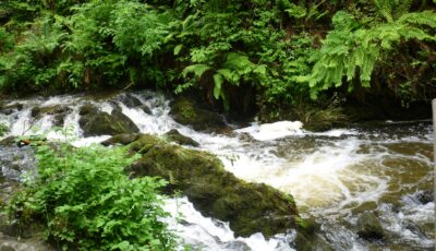 dun na rist forest park