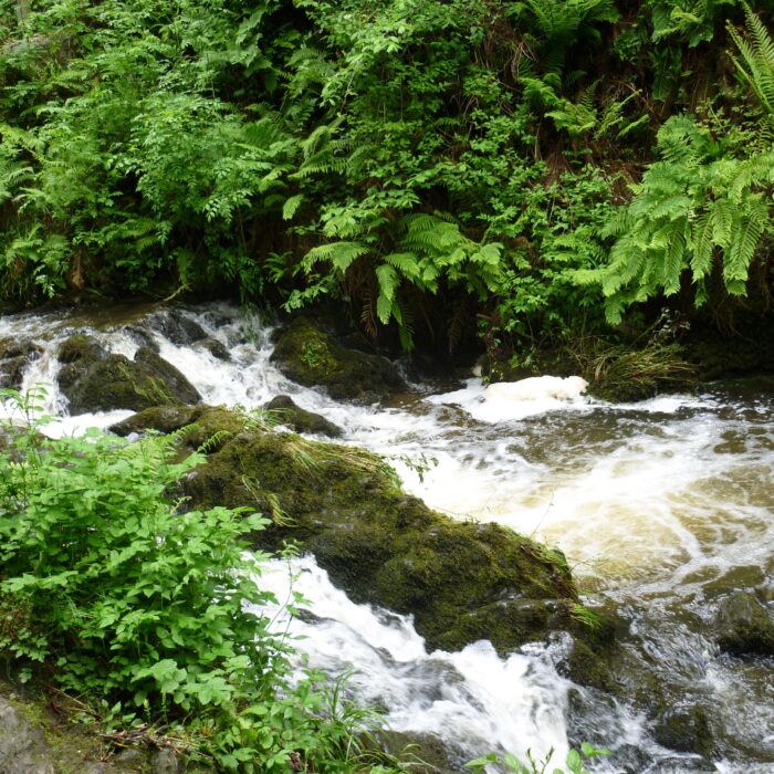 dun na rist forest park
