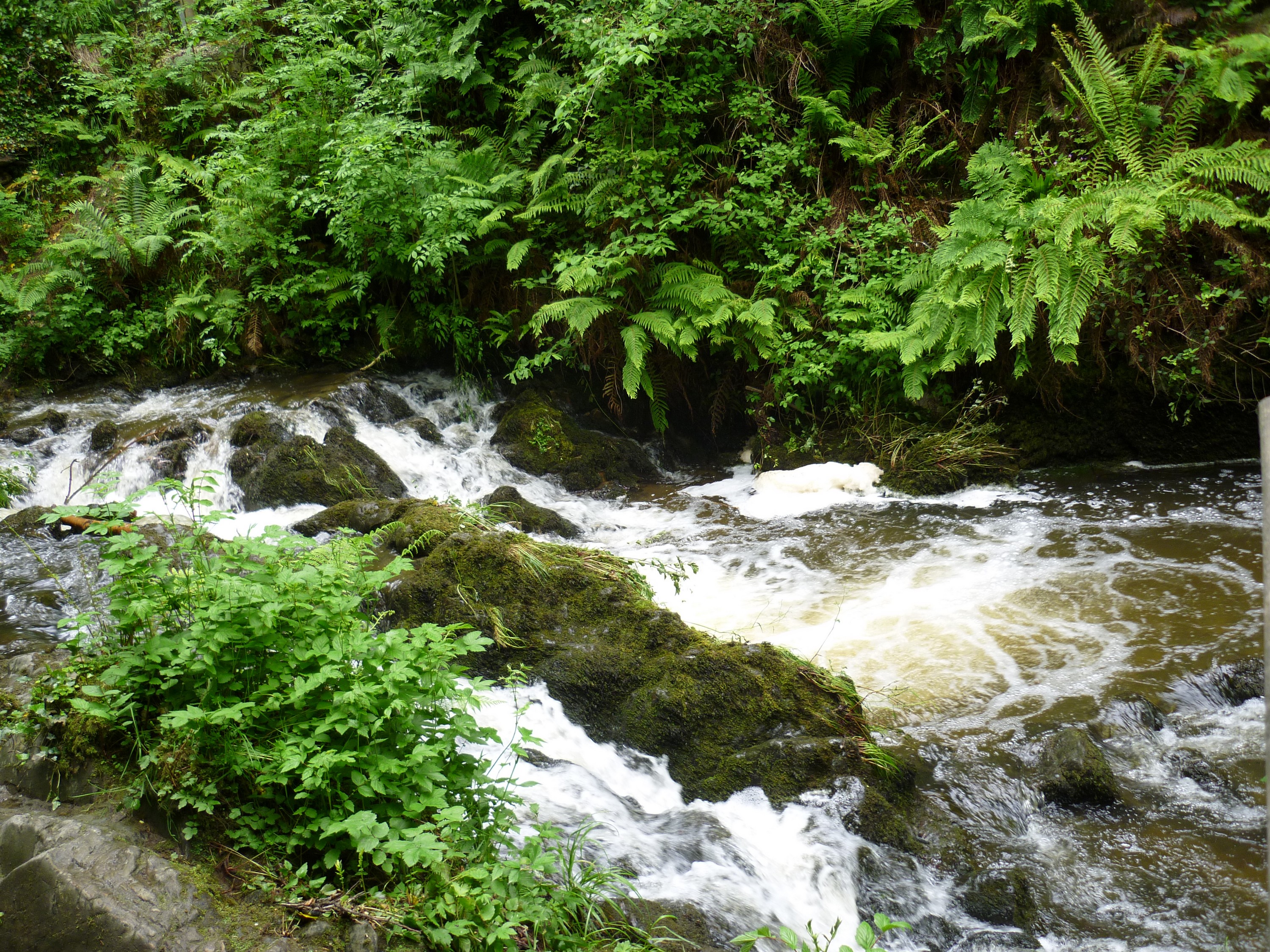 Le Dun na rist forest park - D Gore - cc