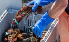 homard irlandais
