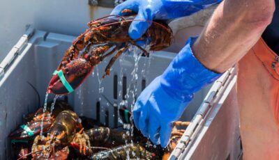 homard irlandais