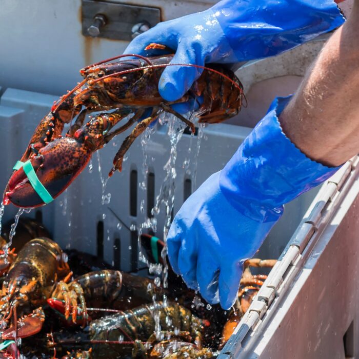 homard irlandais