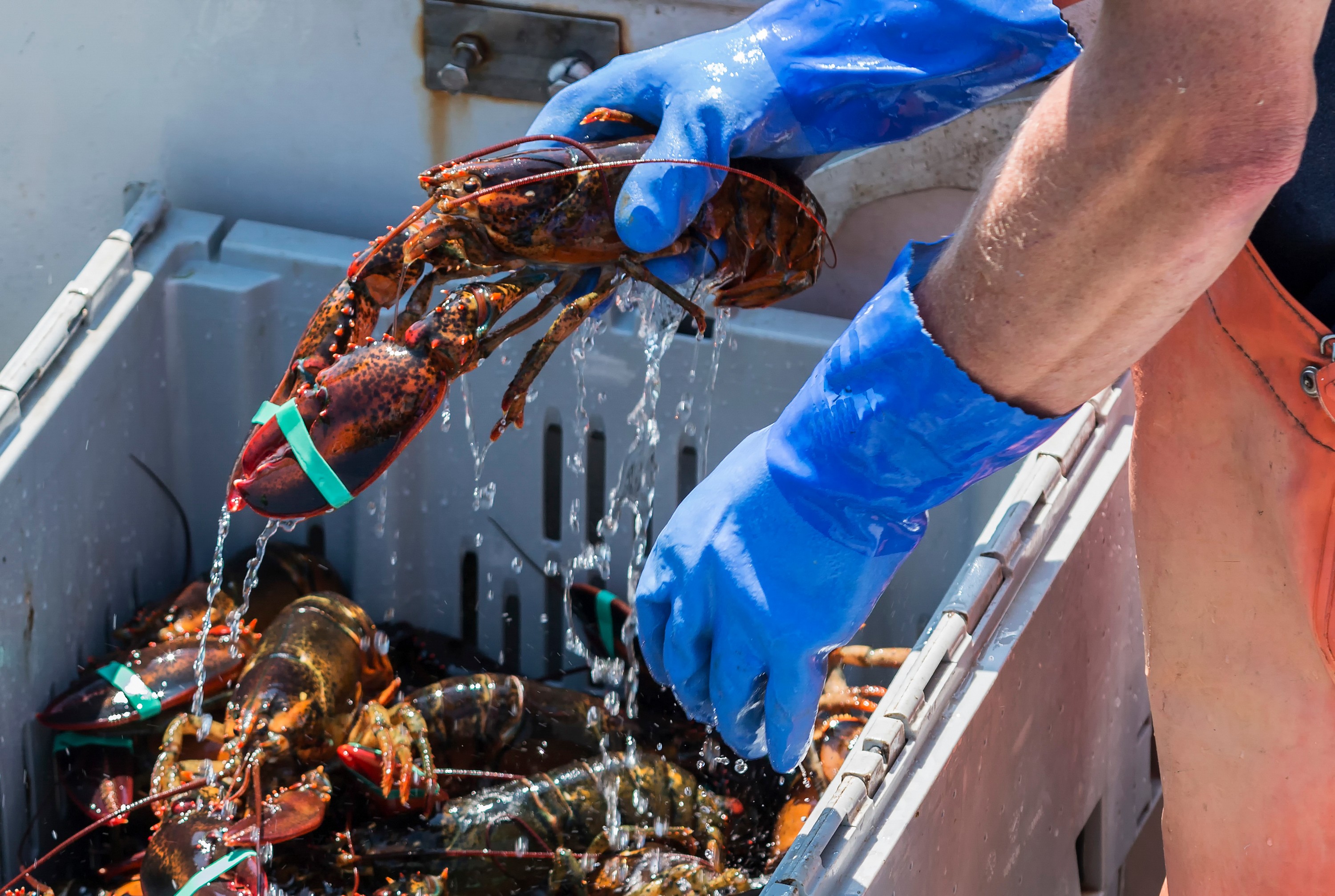 Du homard irlandais - © coachwood 