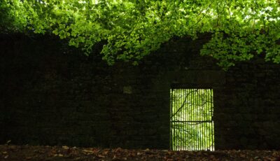 jenkinstown wood