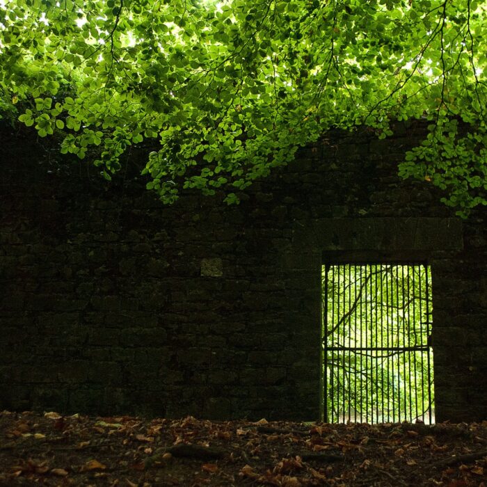 jenkinstown wood