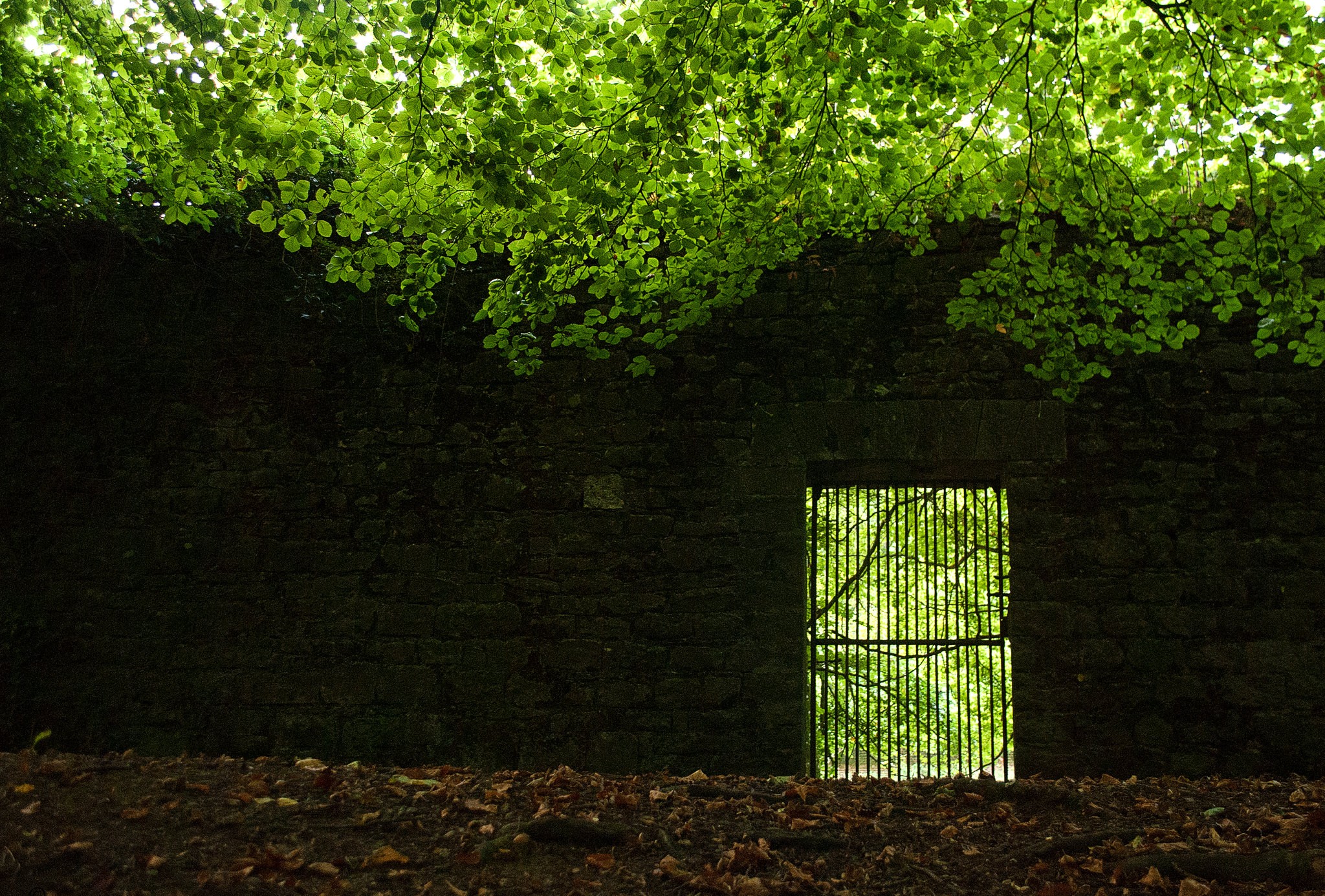 Jenkinstown Wood - David Bergin - cc