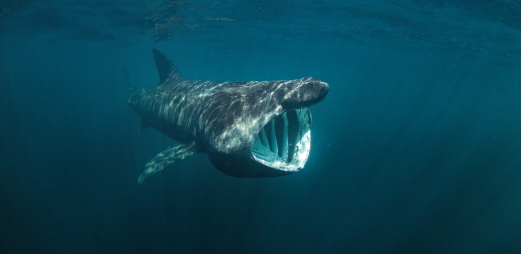 A basking shark - © prochym  