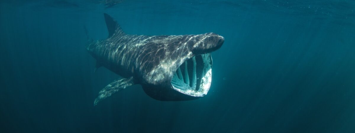 A basking shark - © prochym  