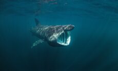 A basking shark - © prochym