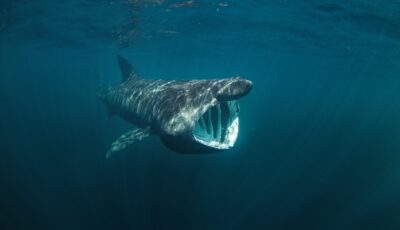 A basking shark - © prochym
