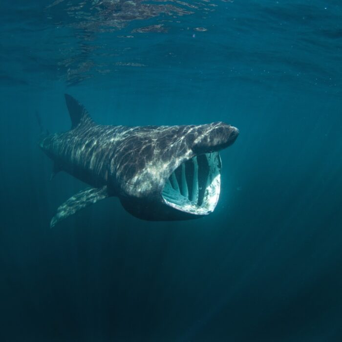 A basking shark - © prochym