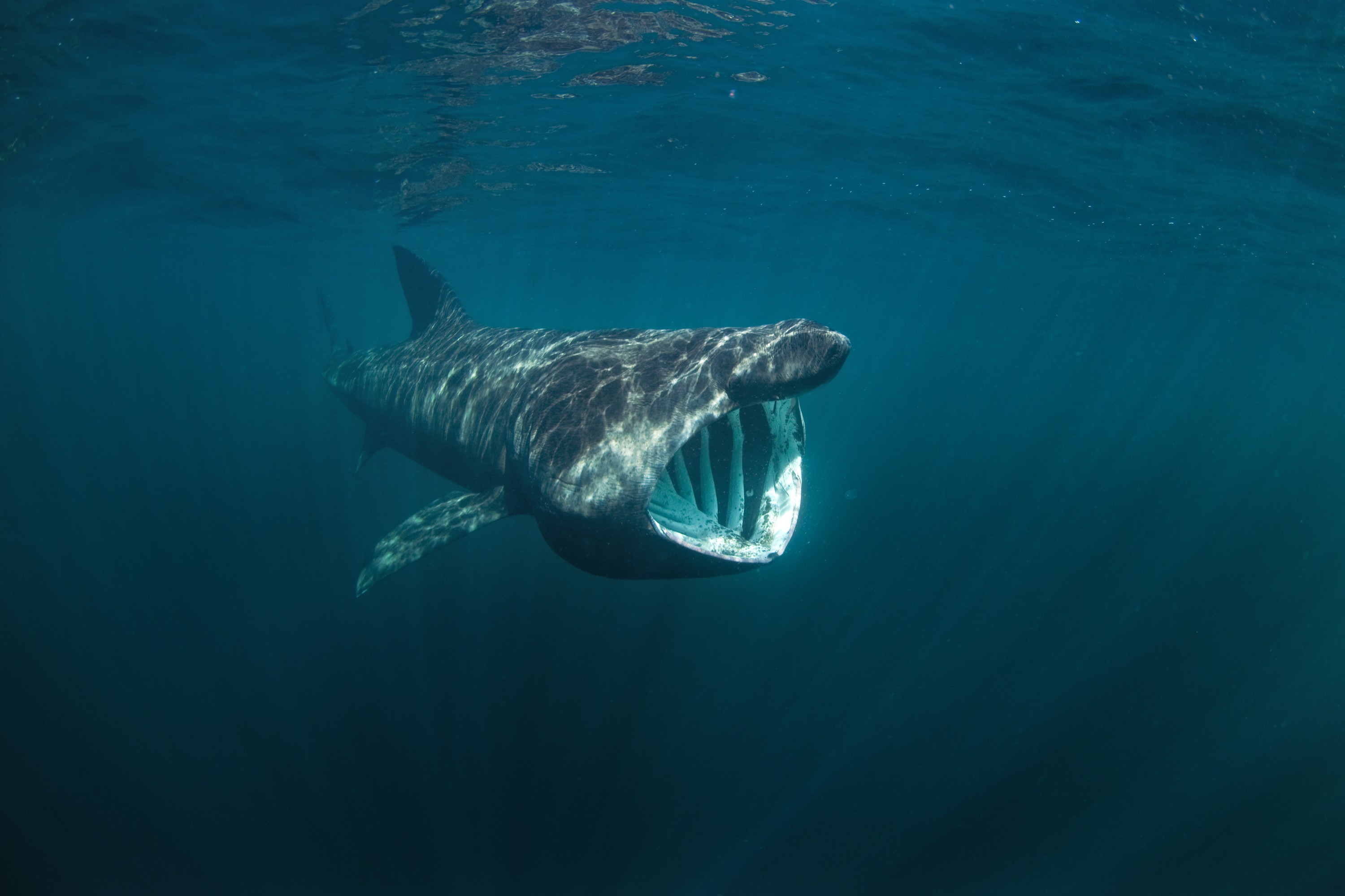A basking shark - © prochym  