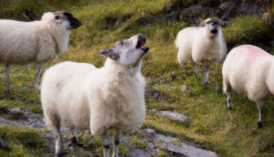moutons chantant en choeur irlande